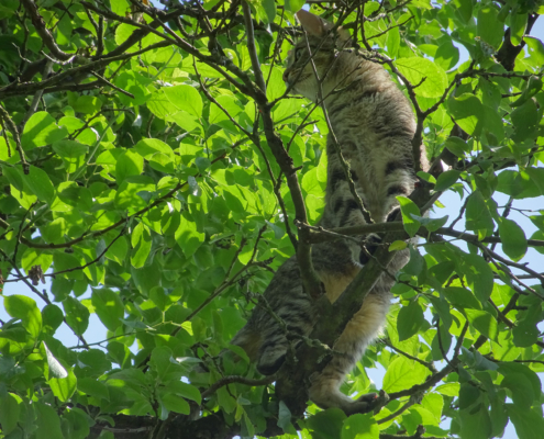 Katze sitzt im Baum fest und wartet auf Rettung