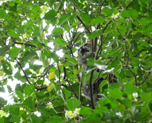 Katze ruft um Hilfe - ein Höhenretter naht