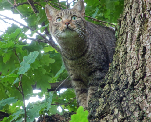 Katze ist auf den Baum geklettert und braucht Hilfe