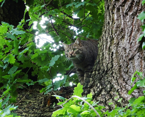 Katze sitzt verängstigt im Baum fest