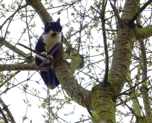 Katze sitzt auf Baum fest - Katzenretter im Anflug