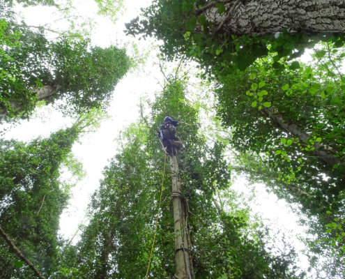 Kletterer besteigt hohen Baum für Katzenrettung